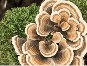 Turkey Tail 